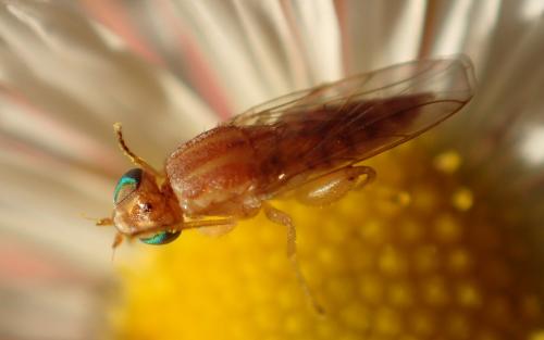 Réf. 266 653 : Meromyza sp.